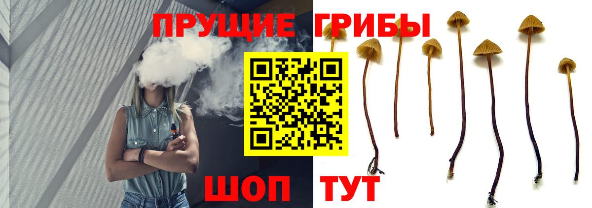 Псилоцибиновые грибы Psilocybe Подольск